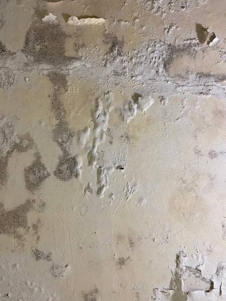 Best Post-Flood Mold Remediation in Mckeesport, PA